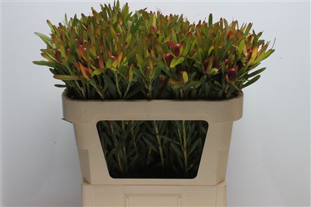 Leucad Ayoba Ch Pear 70cm