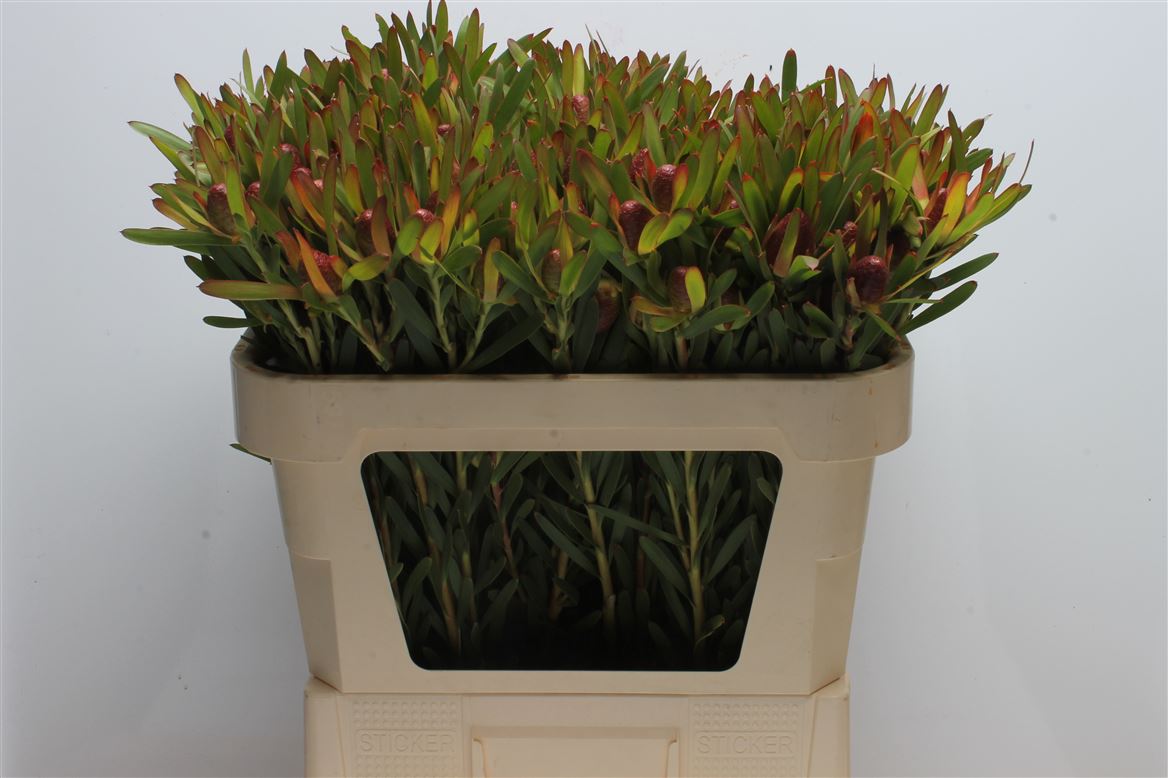 Leucadendron Ayoba Cherry Pearl 70cm