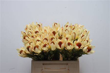 Leucadendron Discolor 40cm