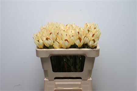 Leucadendron Discolor 50cm