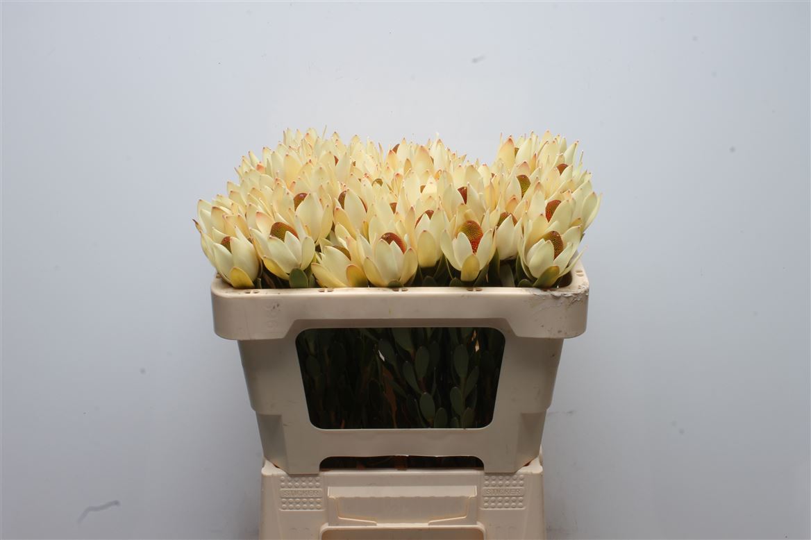 Leucadendron Discolor 50cm