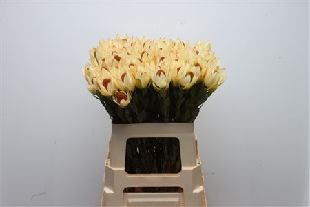 Leucadendron Discolor 60cm