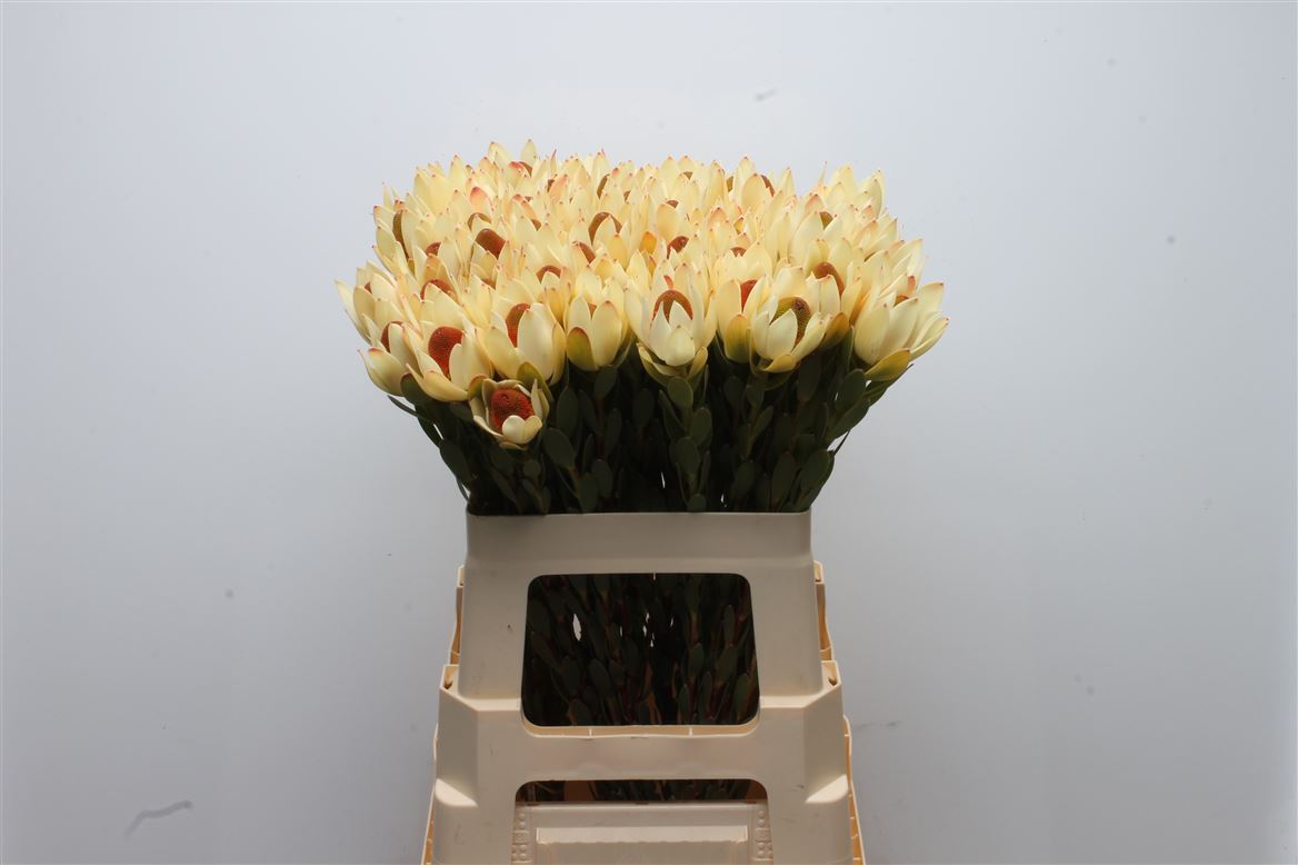 Leucadendron Discolor 60cm