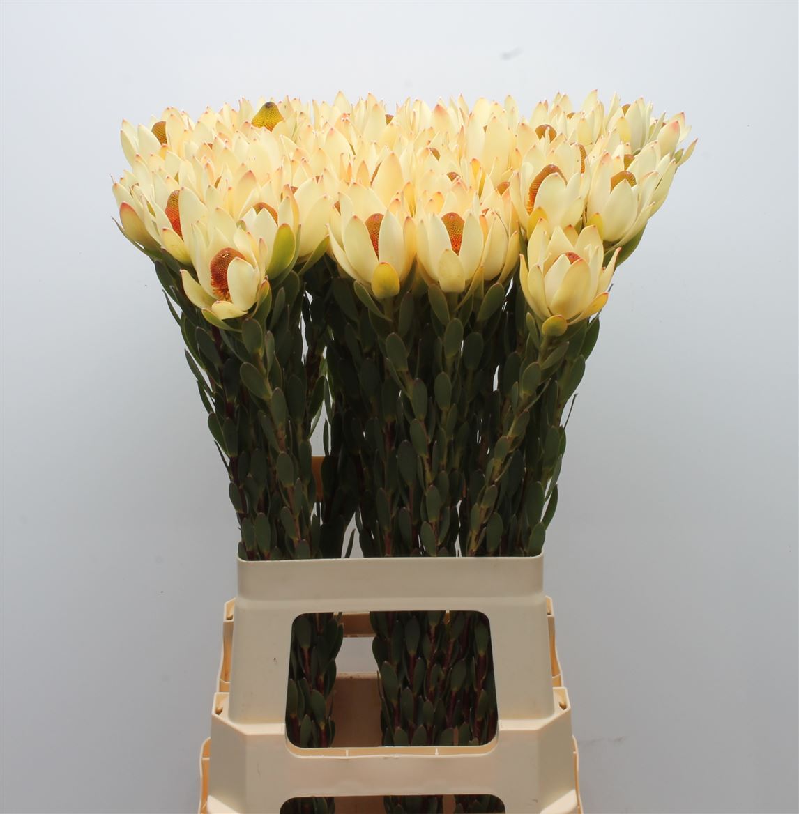 Leucadendron Discolor 70cm