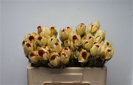 Leucad Discolor