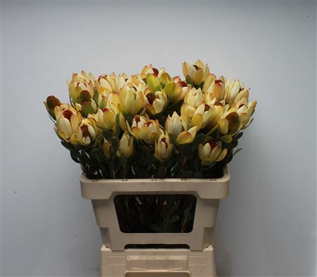 Leucad Discolor