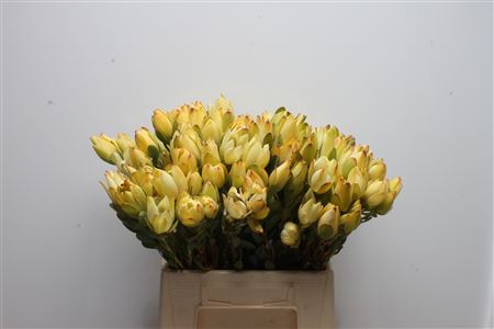 Leucadendron Discolor 40cm