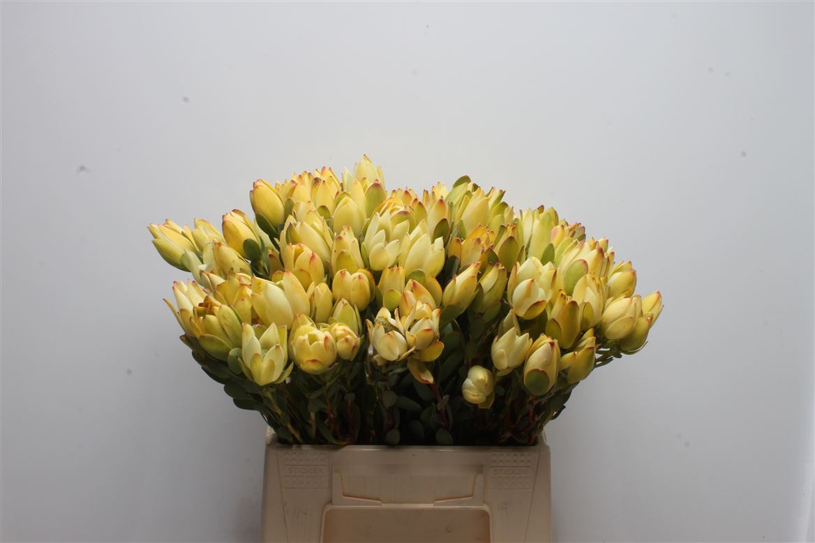 Leucadendron Discolor 40cm