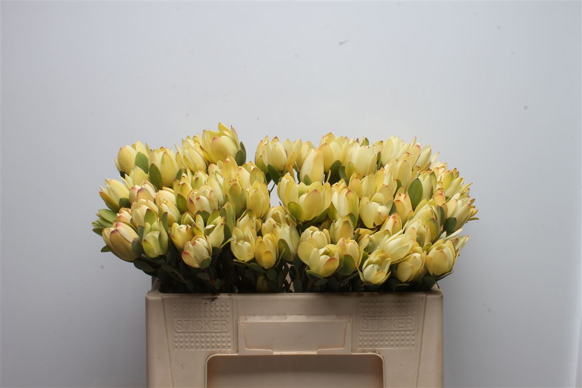 Leucadendron Discolor 50cm