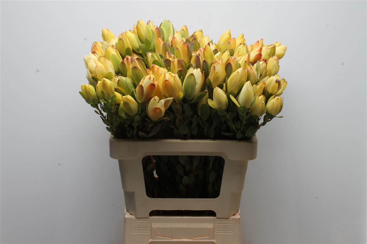 Leucadendron Discolor 60cm