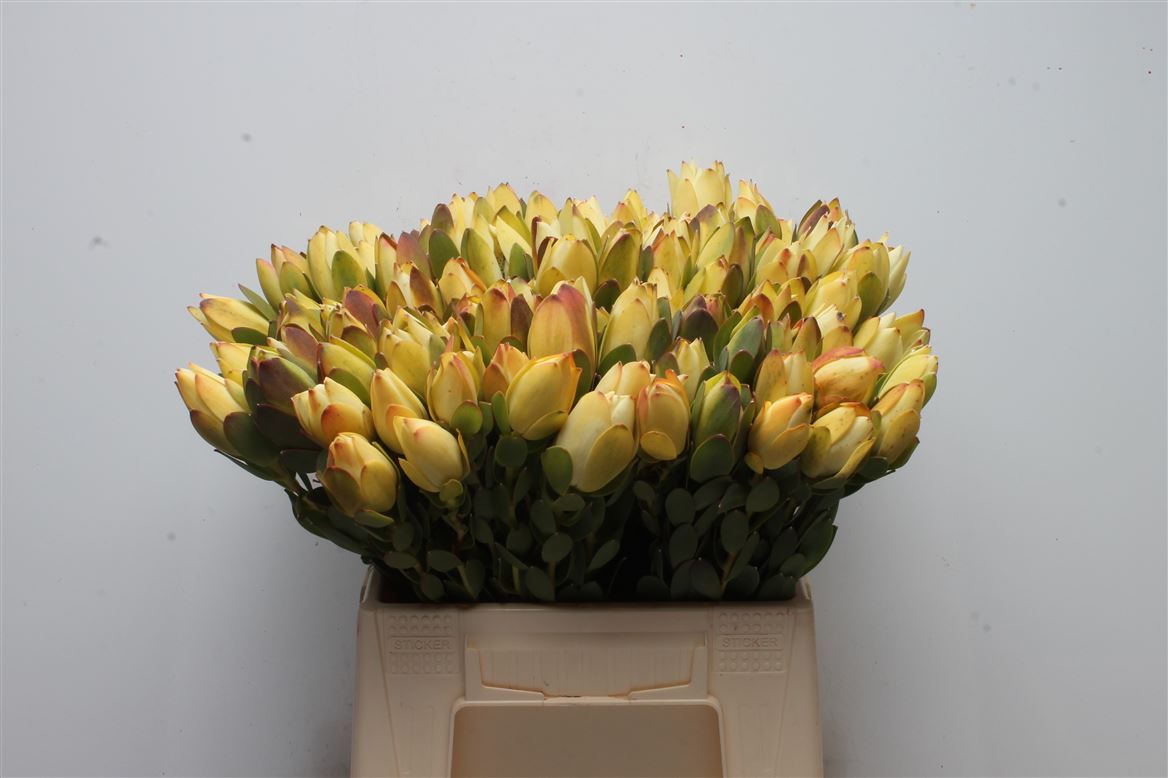 Leucadendron Discolor 40cm
