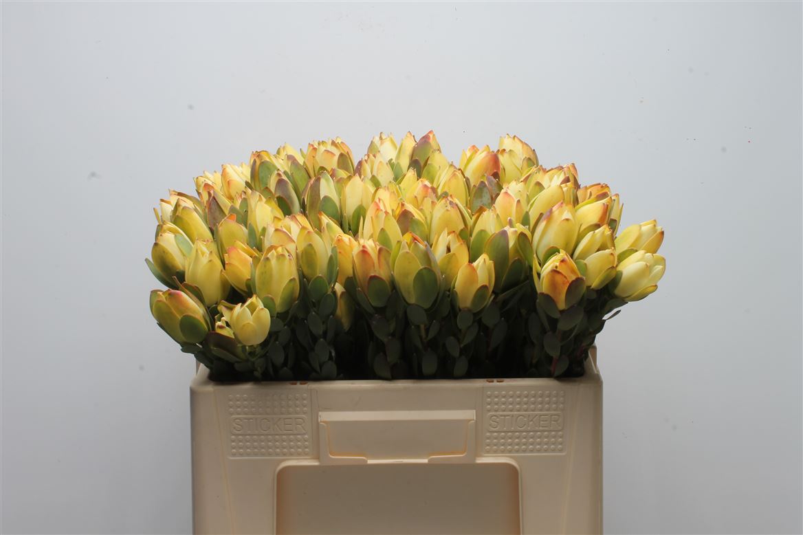 Leucadendron Discolor 50cm