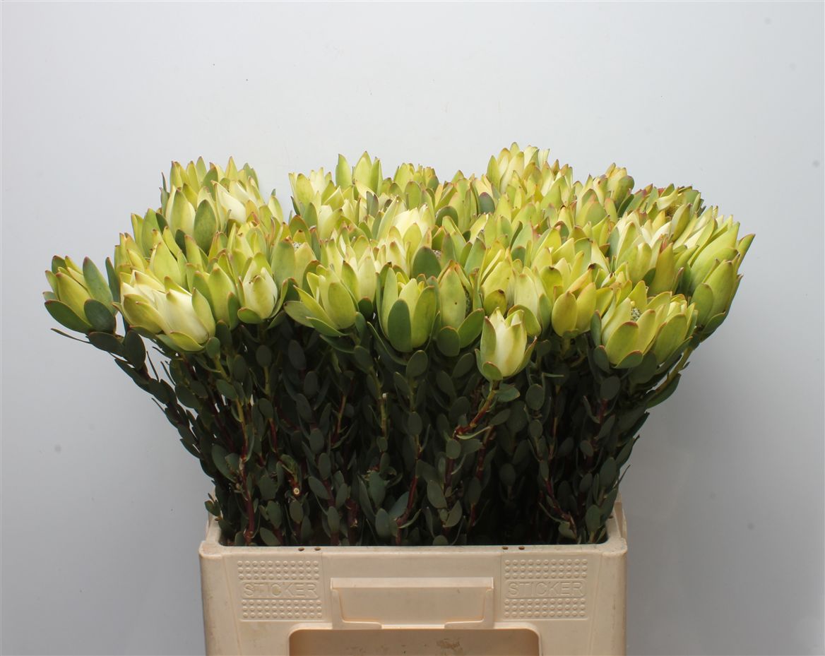 Leucadendron Discolor 60cm