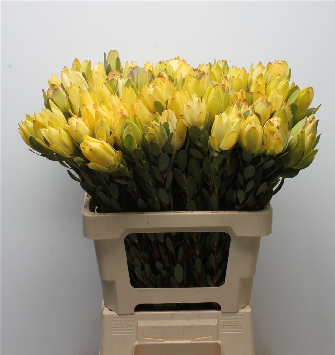 Leucadendron Discolor 60cm