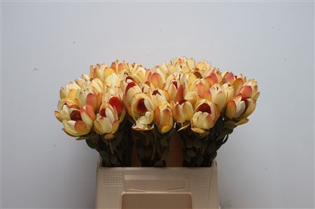Leucad Discolor