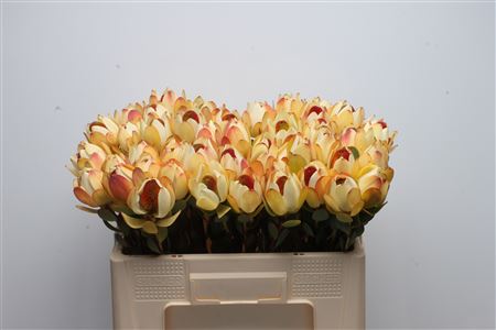Leucad Discolor