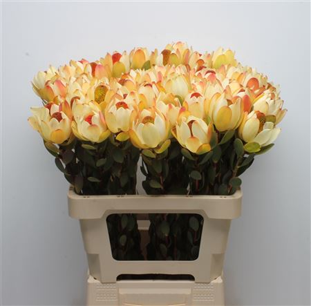 Leucad Discolor