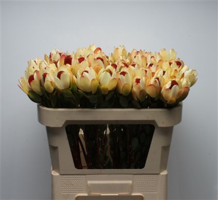 Leucad Discolor