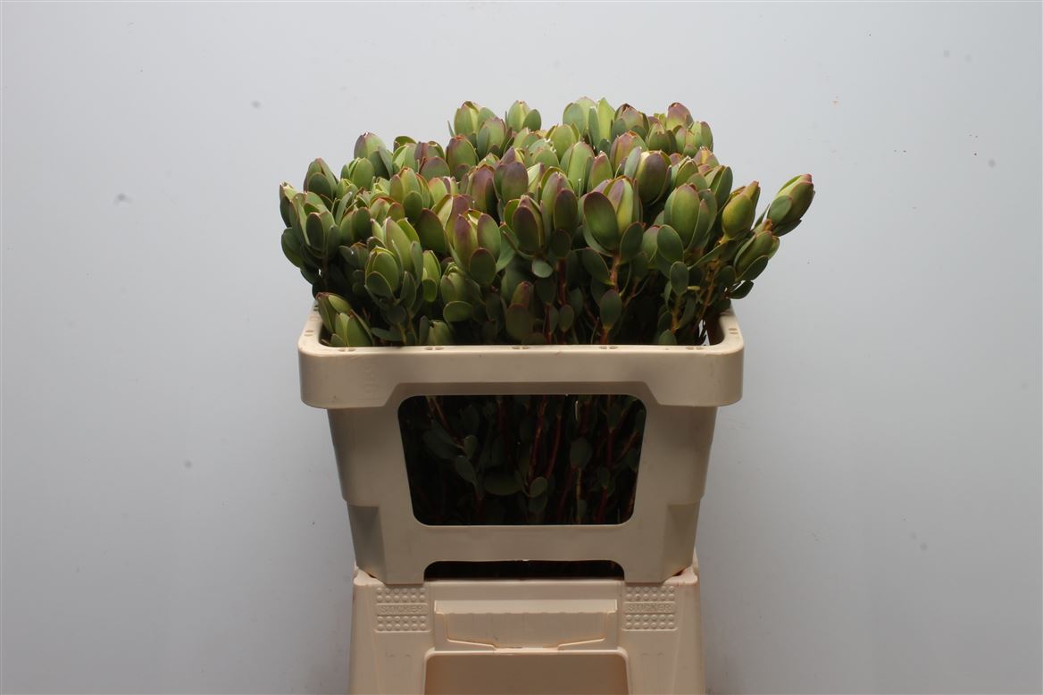 Leucadendron Discolor 50cm