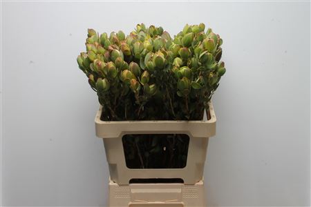 Leucadendron Discolor 60cm