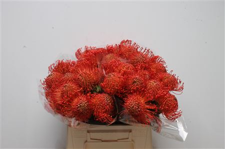 Leucospernum 40cm
