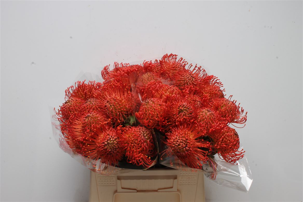 Leucospermum Empress Red 40cm