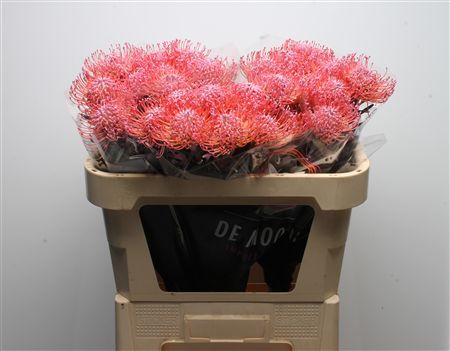 Leucospermum Naomi Painted 70cm