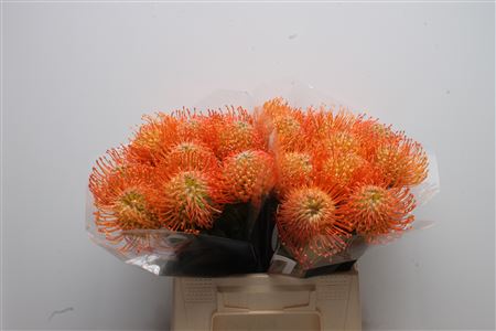 Leucospernum 40cm