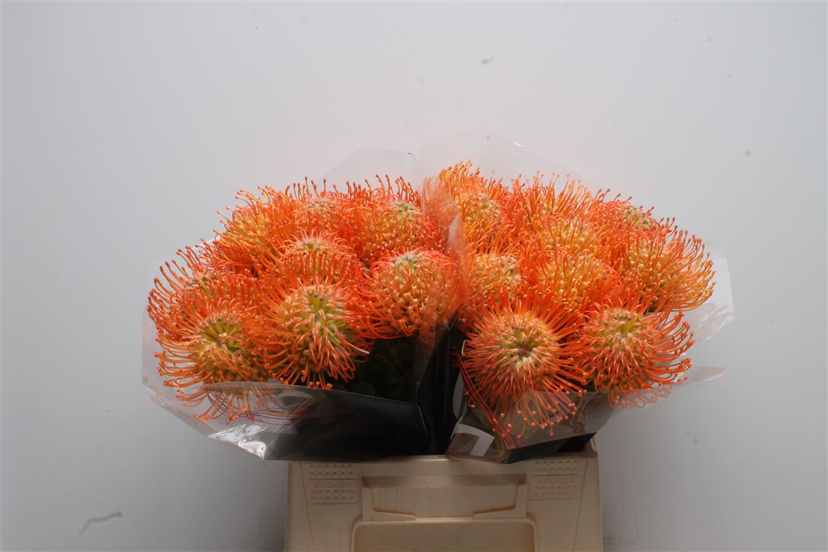 Leucospermum Queen Julia 40cm