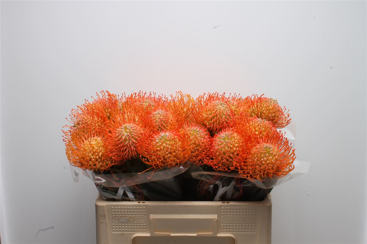 Leucospermum Queen Julia 50cm