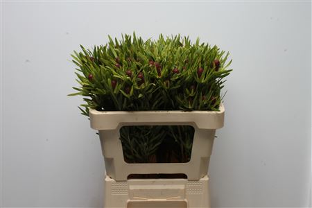 Leucadendron 50cm