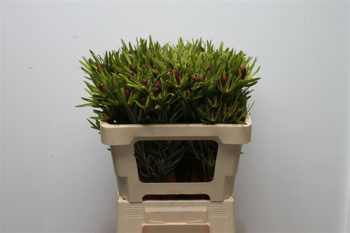 Leucadendron Red Tag 50cm