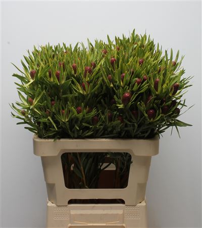 Leucadendron 60cm