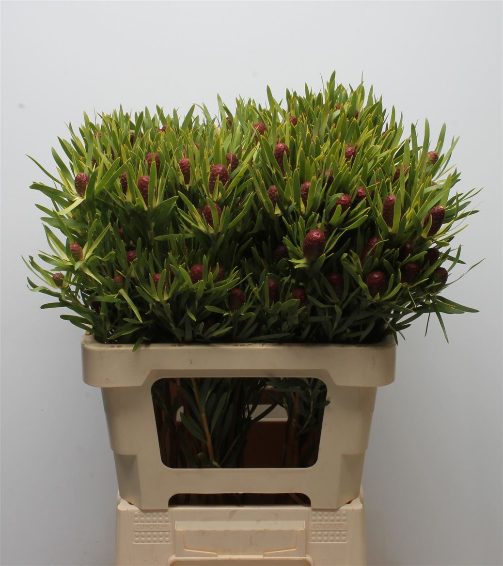 Leucadendron Red Tag 60cm