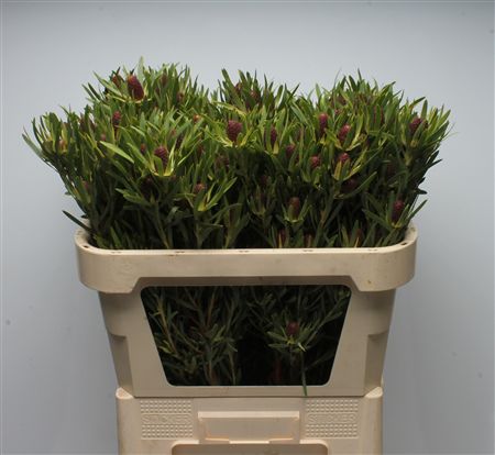 Leucadendron 70cm