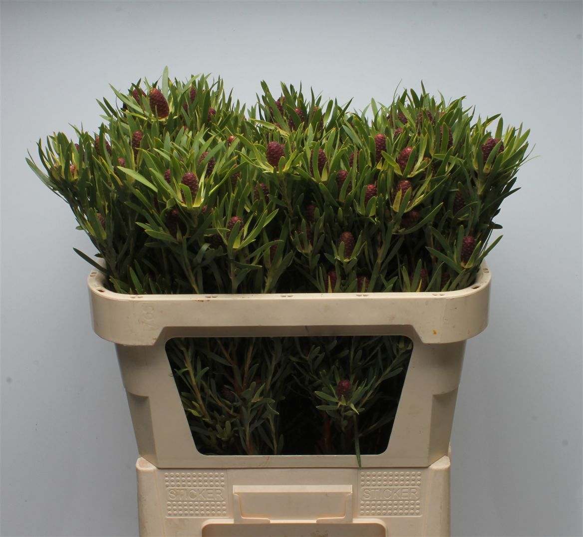 Leucadendron Red Tag 70cm