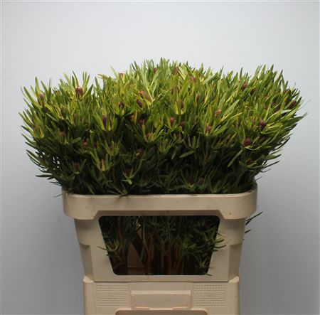Leucadendron 80cm