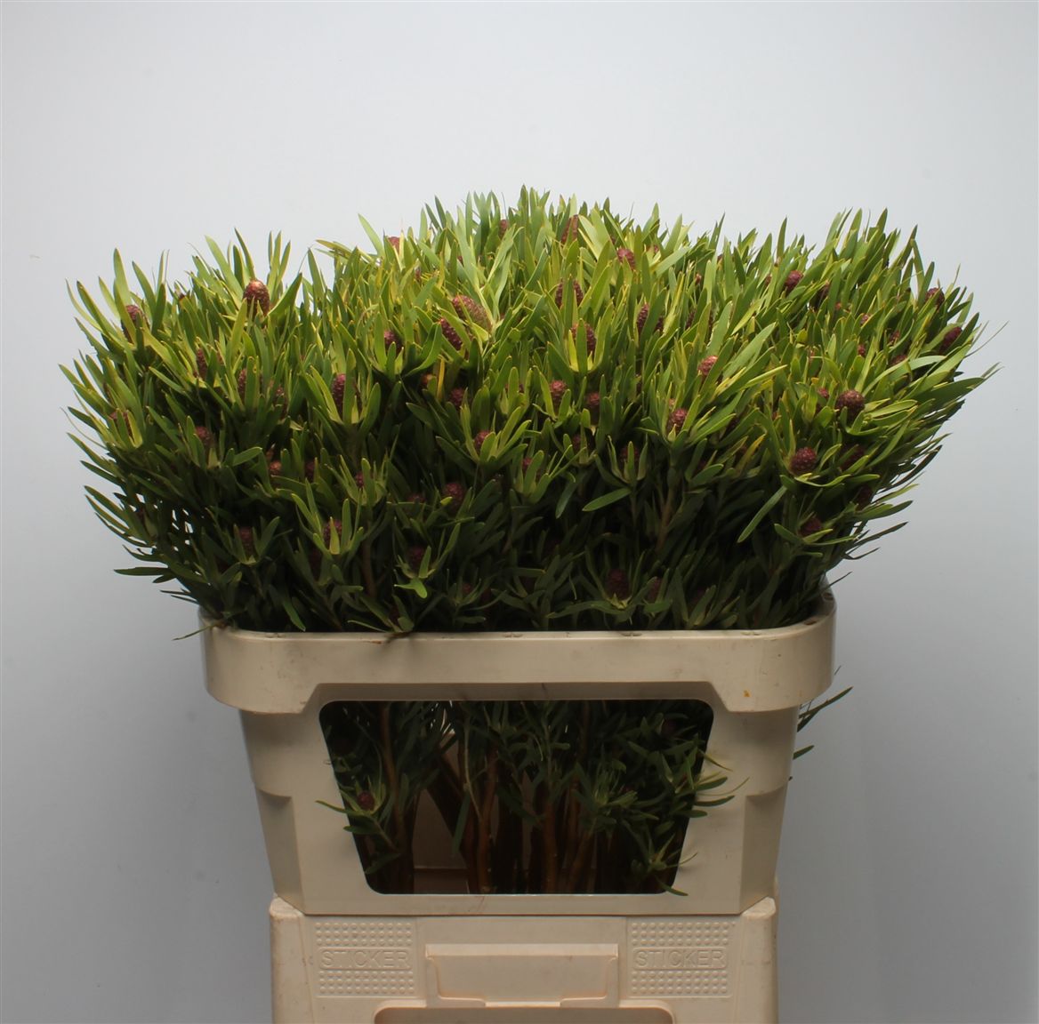 Leucadendron Red Tag 80cm