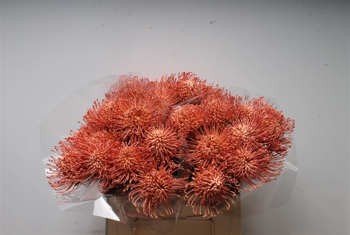 Leucospermum Painted Apricot 40cm