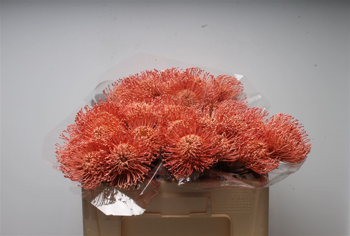 Leucospermum Painted Apricot 50cm