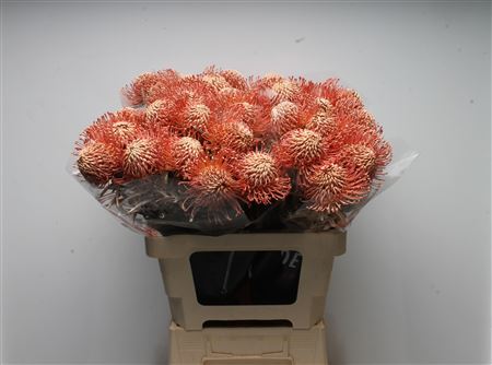 Leucospermum Naomi Painted 60cm