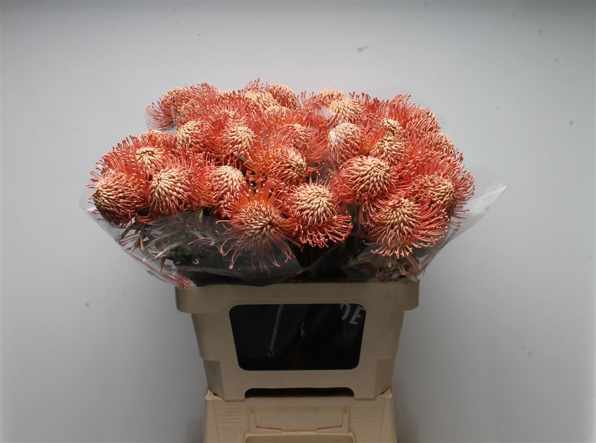 Leucospermum Painted Apricot 60cm