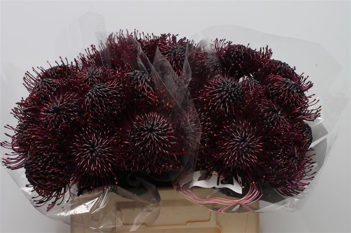 Leucospermum Painted Aubergine 40cm
