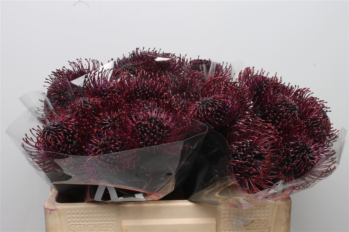 Leucospermum Painted Aubergine 50cm
