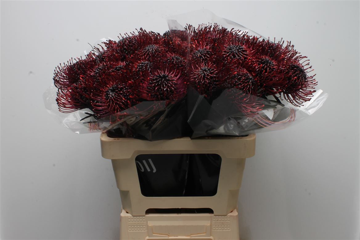 Leucospermum Painted Aubergine 60cm