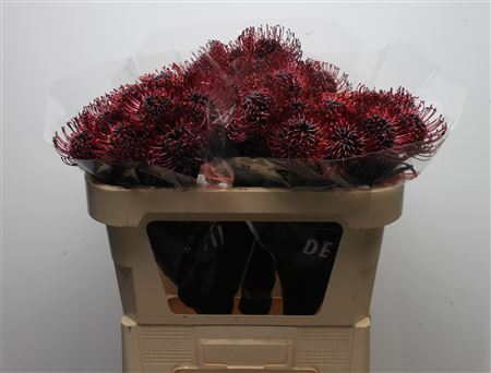 Leuco Klbh Aubergine