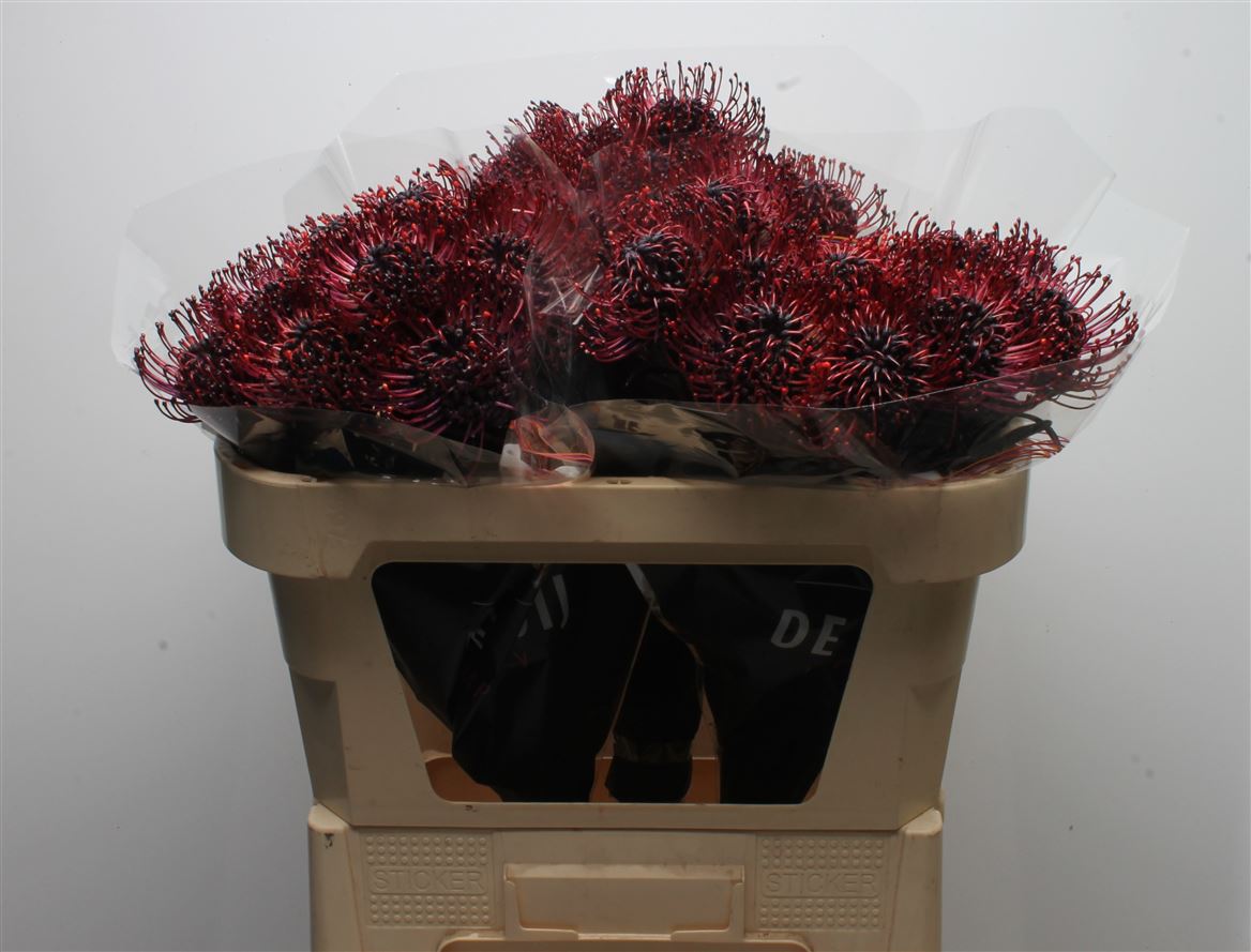 Leucospermum Painted Aubergine 70cm