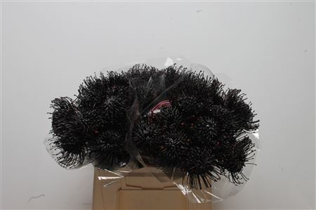 Leuco Klbh Black