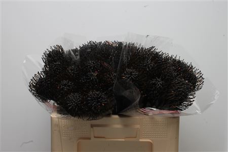 Leuco Klbh Black