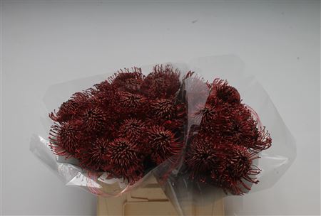 Leuco Klbh Bordeaux